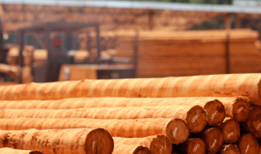 Caibros de eucalipto tratado